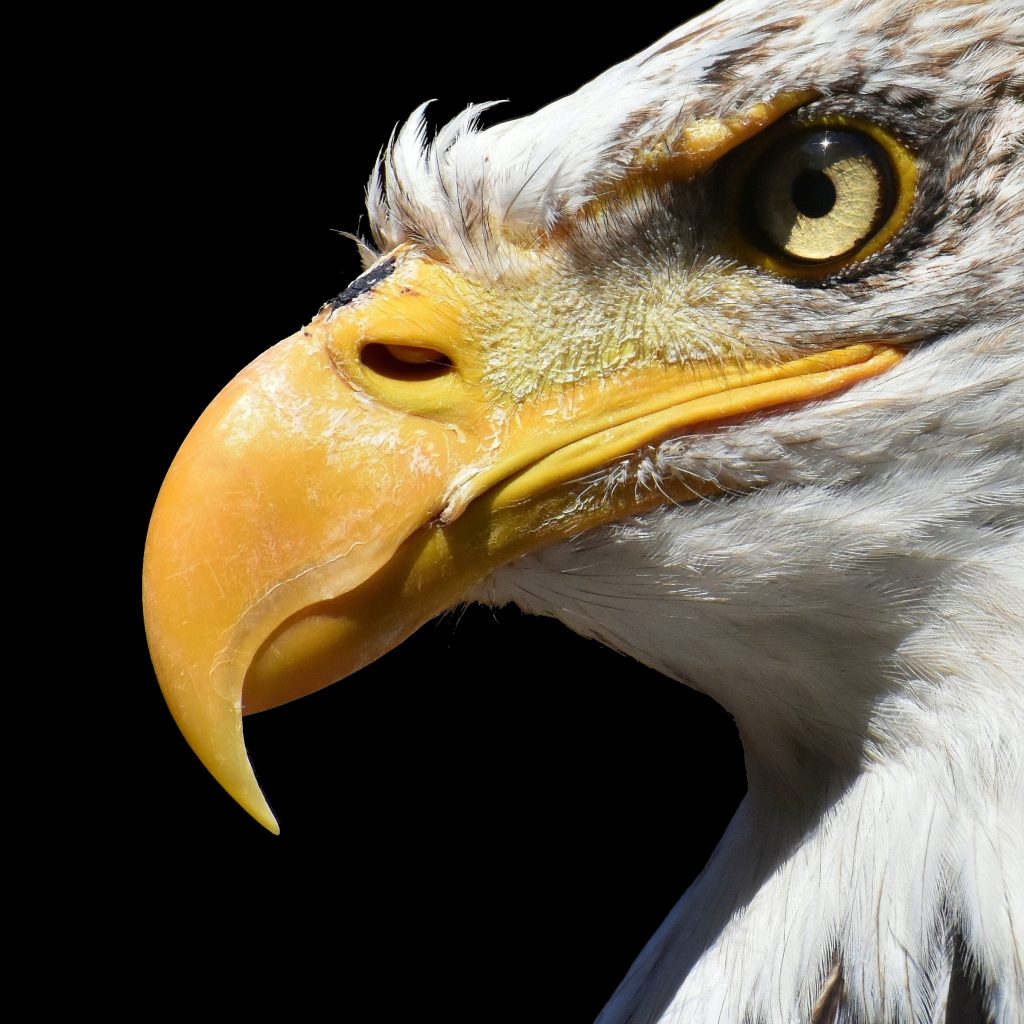 reference photo Close-up of a bald eagle with white and yellow feathers on a black background