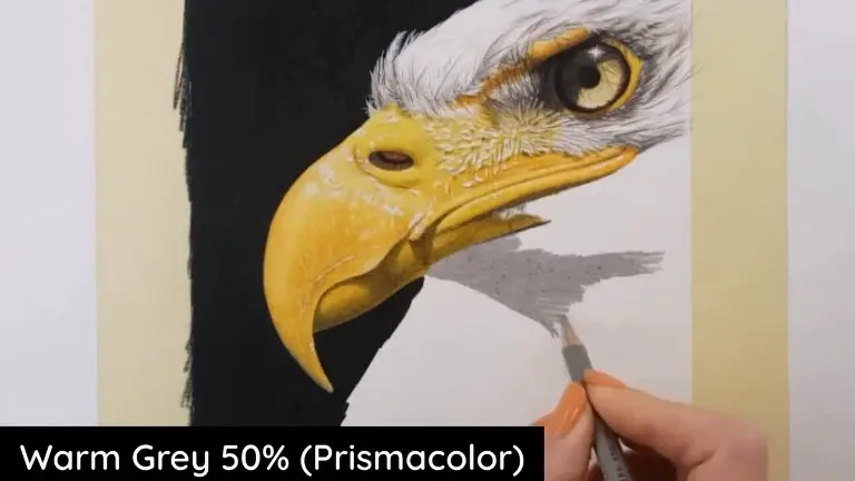 Close-up of the bald eagle neck being colored with Warm Gray 50% colored pencil as recommended by PenPick