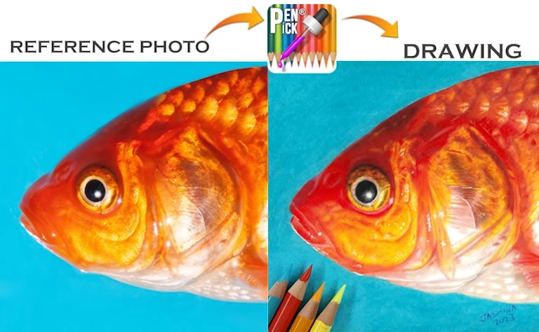 reference photo and drawing golden fish showing accurate match same colors picked