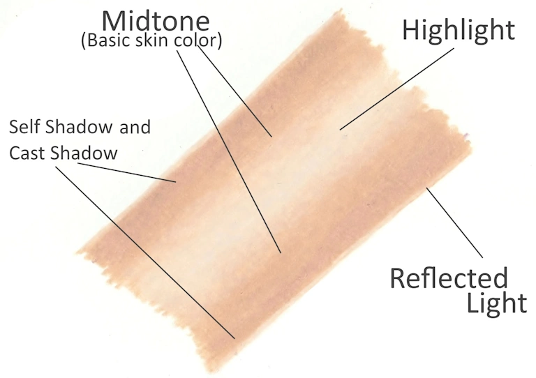 skin tone demonstration where to shade with colored pencils for realistic portrait