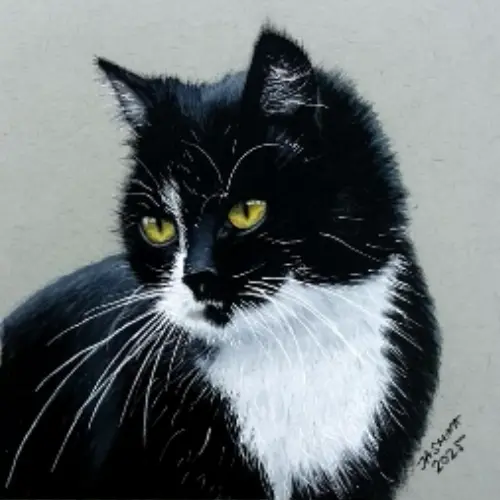 webp animation showing drawing process with colored pencils, draw tuxedo can on gray paper with grid method