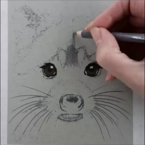 How to Draw a Raccoon.