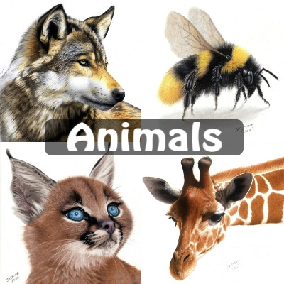colored pencil drawing tutorial animals wildlife art video how to draw animal